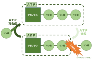 体を動かし続けるために必要なエネルギー（ATP）はどうやって作られるか解説 - アイアンマン×ナマケモノ