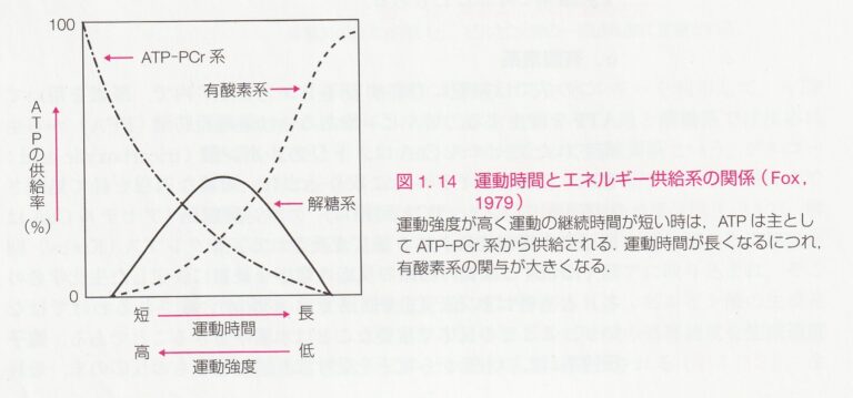 体を動かし続けるために必要なエネルギー（ATP）はどうやって作られるか解説 - アイアンマン×ナマケモノ